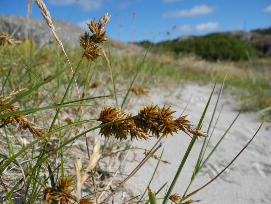 Осока толстостолбиковая