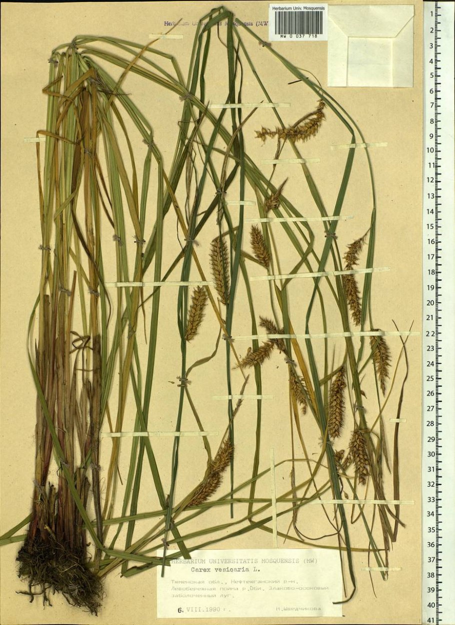 Осока дернистая Carex cespitosa