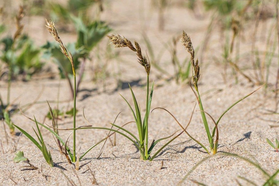Низкорослая Carex arenaria