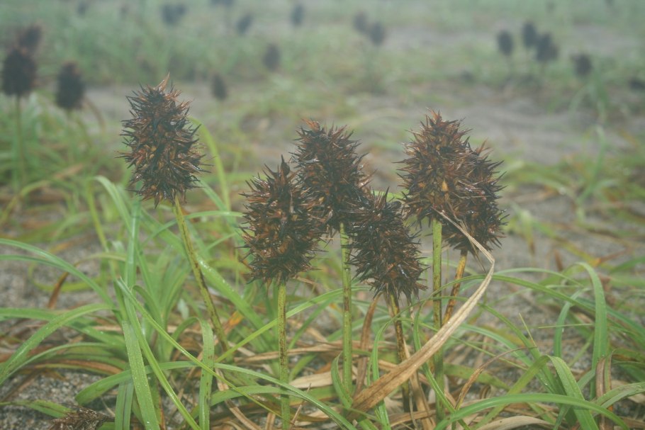 Carex elongata