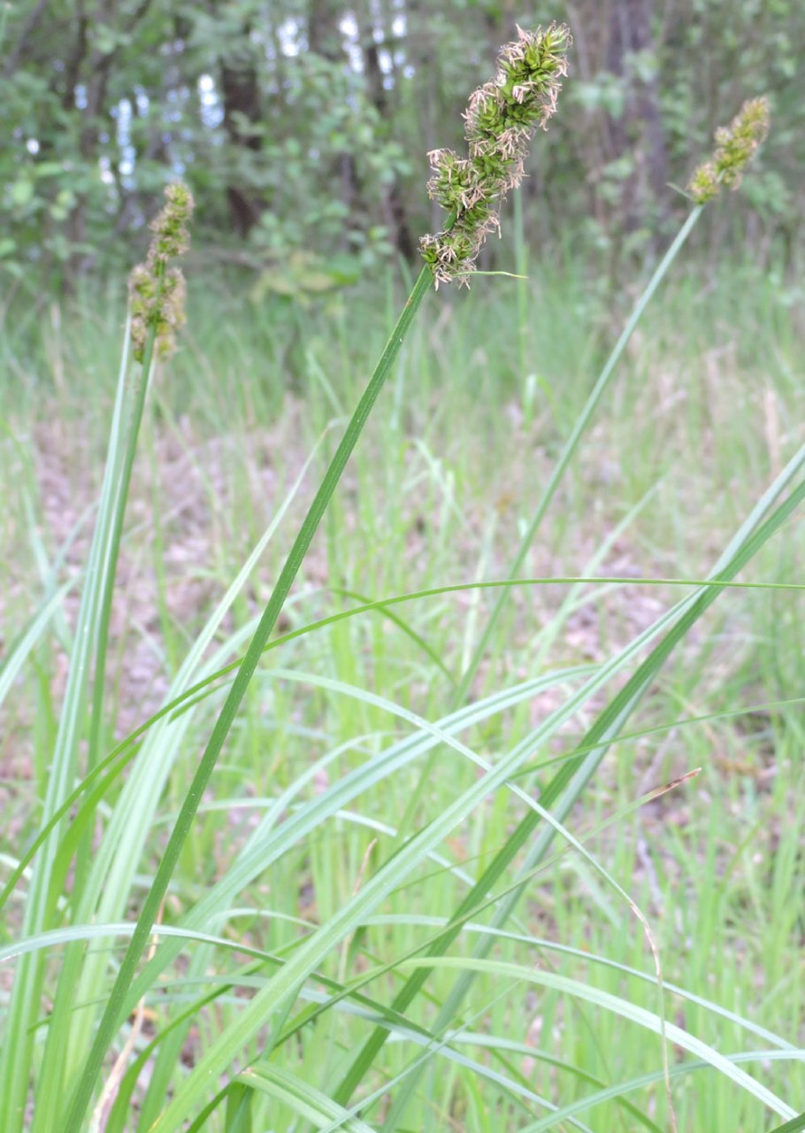 Элимус Кузомень