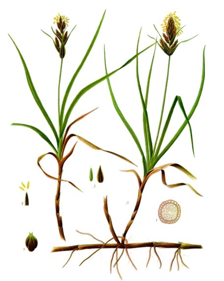 Carex arenaria