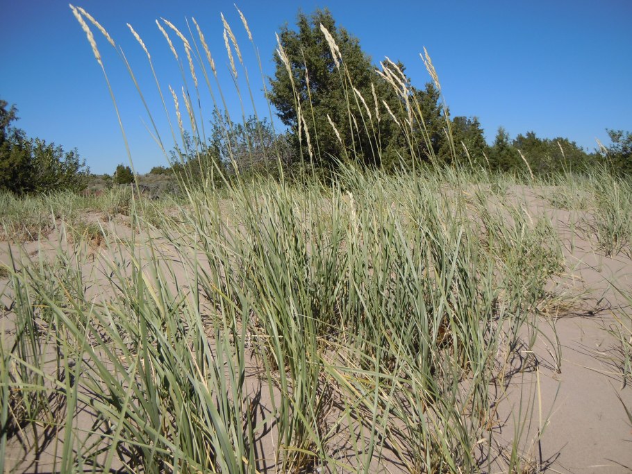 Осот и Осока