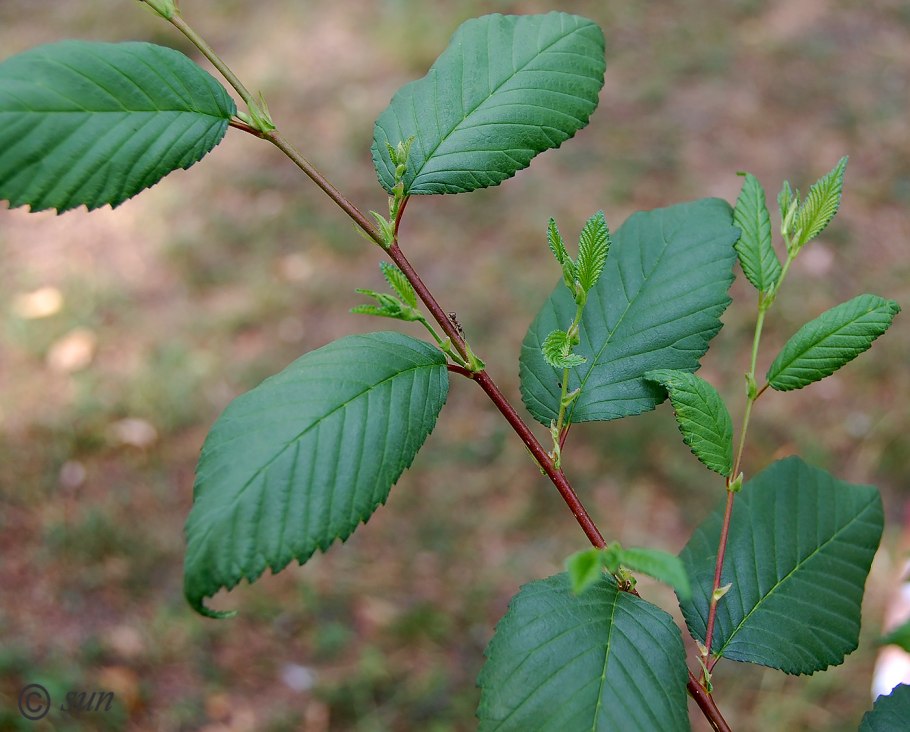 Вяз граболистный (Ulmus suberosa)