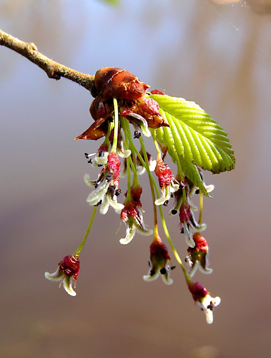 Вяз обыкновенный, гладкий (Ulmus laevis)