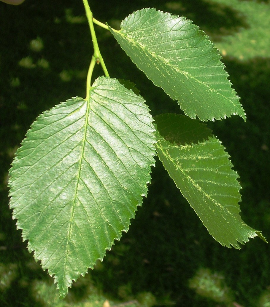 Вяз гладкий ulmus laevis