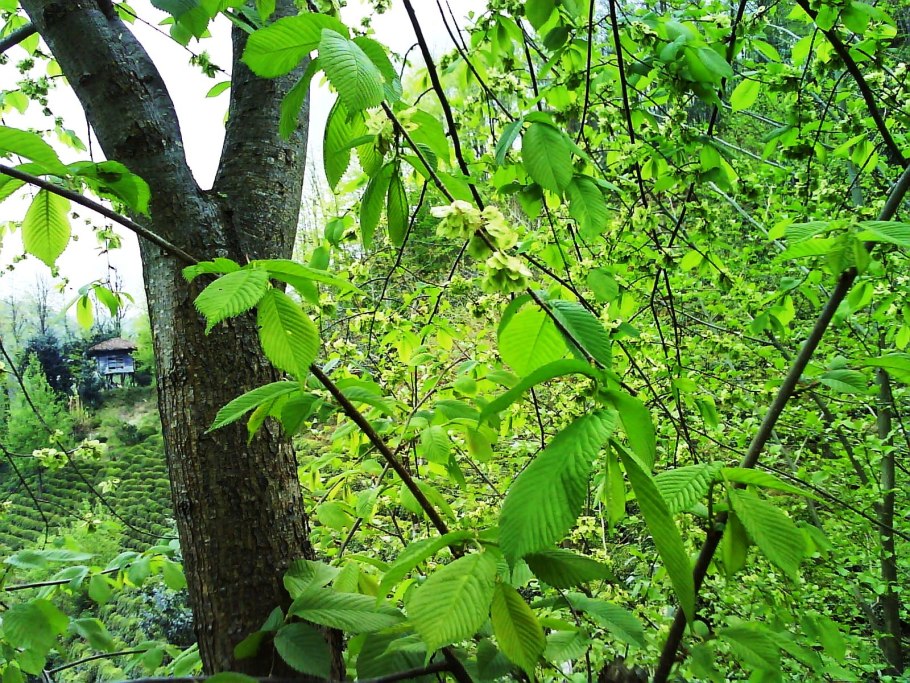 Графиоз Вязов