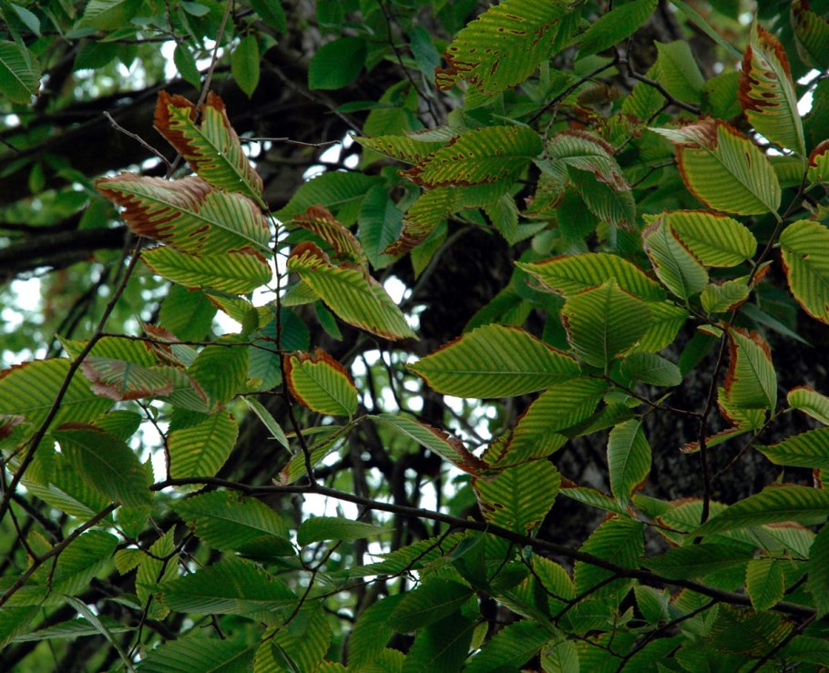 Гемиптелея (Hemiptelea)