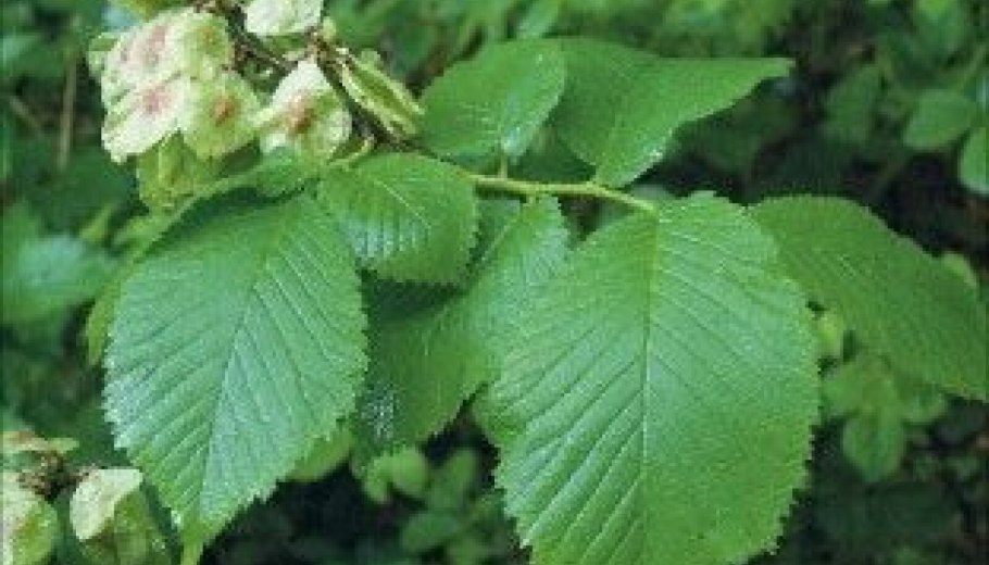 Вяз гладкий (Ulmus laevis)
