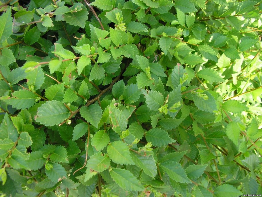 Вяз гладкий (Ulmus laevis)