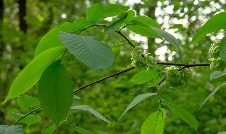 Вяз на Дальнем востоке