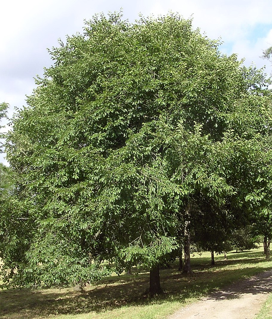 Орех маньчжурский juglans mandshurica