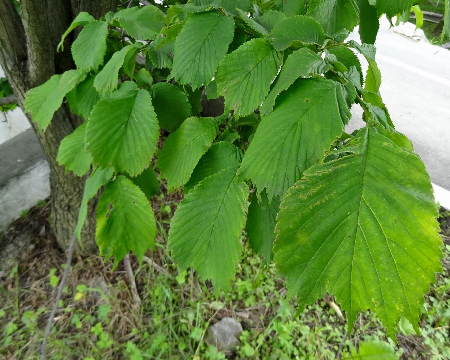 Вяз гладкий (Ulmus laevis)