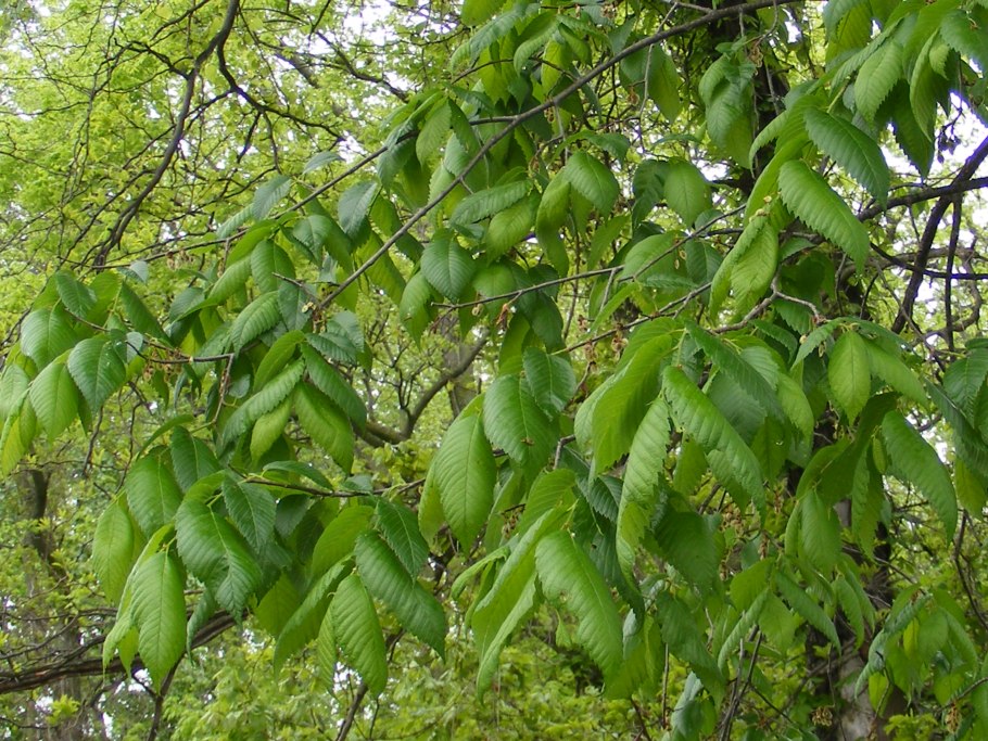 Вяз карагач