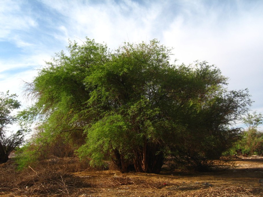 Пампа деревья