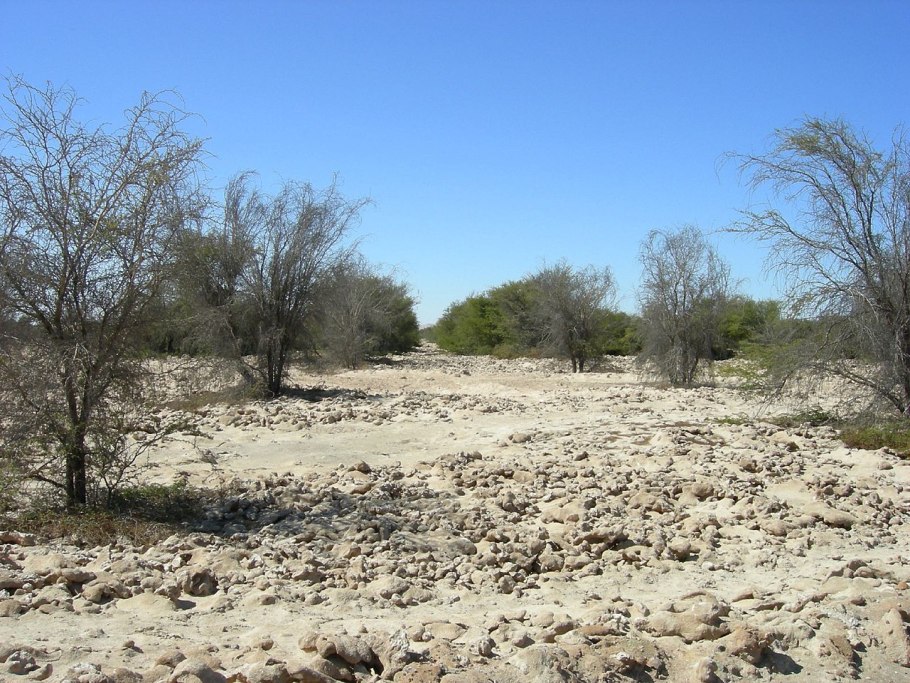 Альгарробо дерево