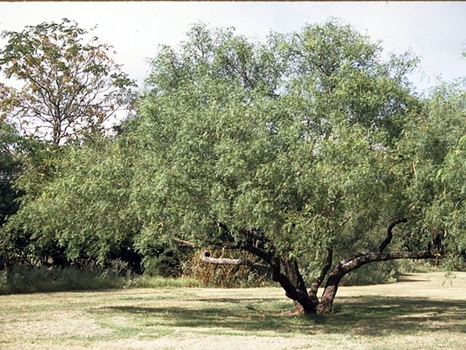 Prosopis juliflora