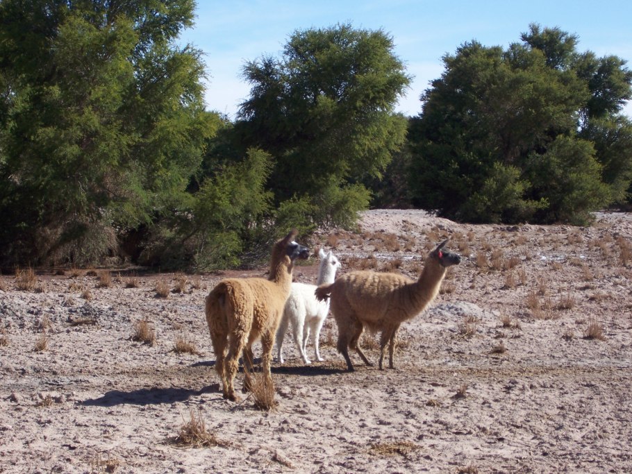 Альгарробо дерево в Атакаме