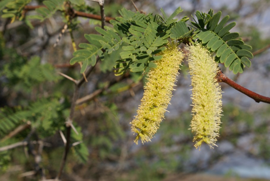 Prosopis communis