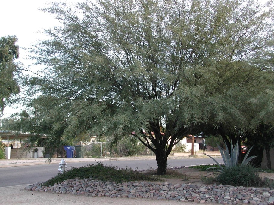 Мескитовое дерево (prosopis juliflora)