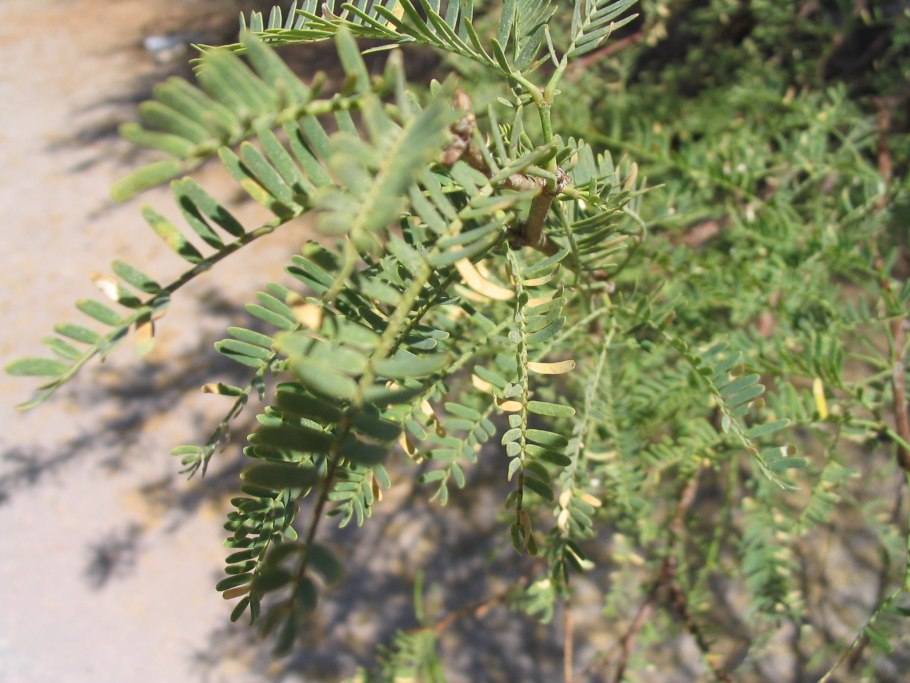 Prosopis Tamarugo