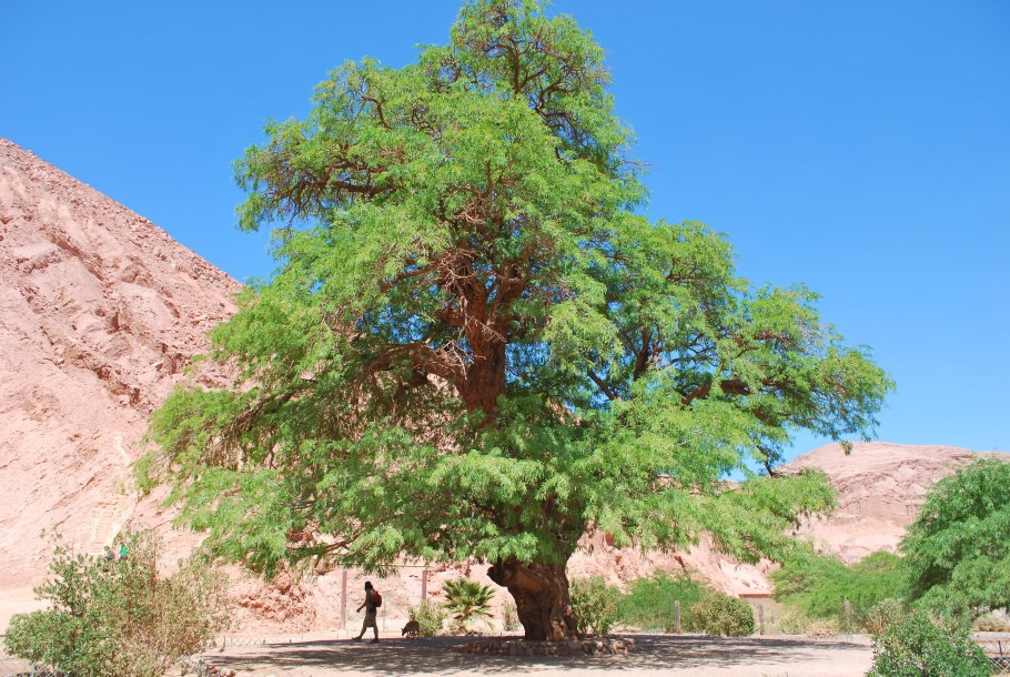 Тамаруго дерево