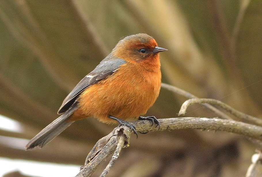 Люстра Freya Esme fr1005pl-05g