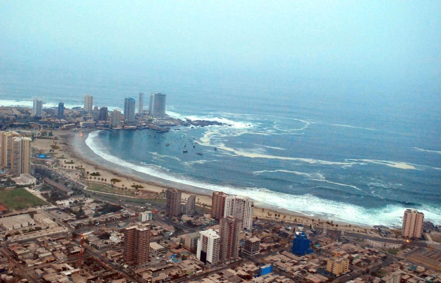 Прозопис чилийский