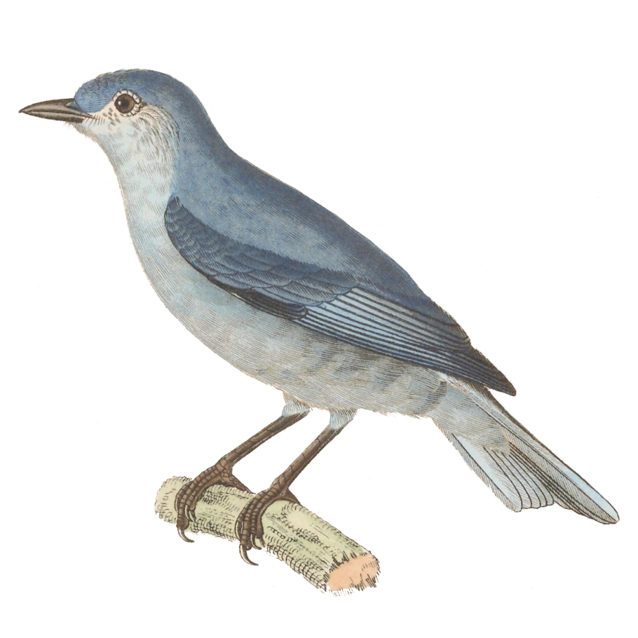 Белый фон однотонный