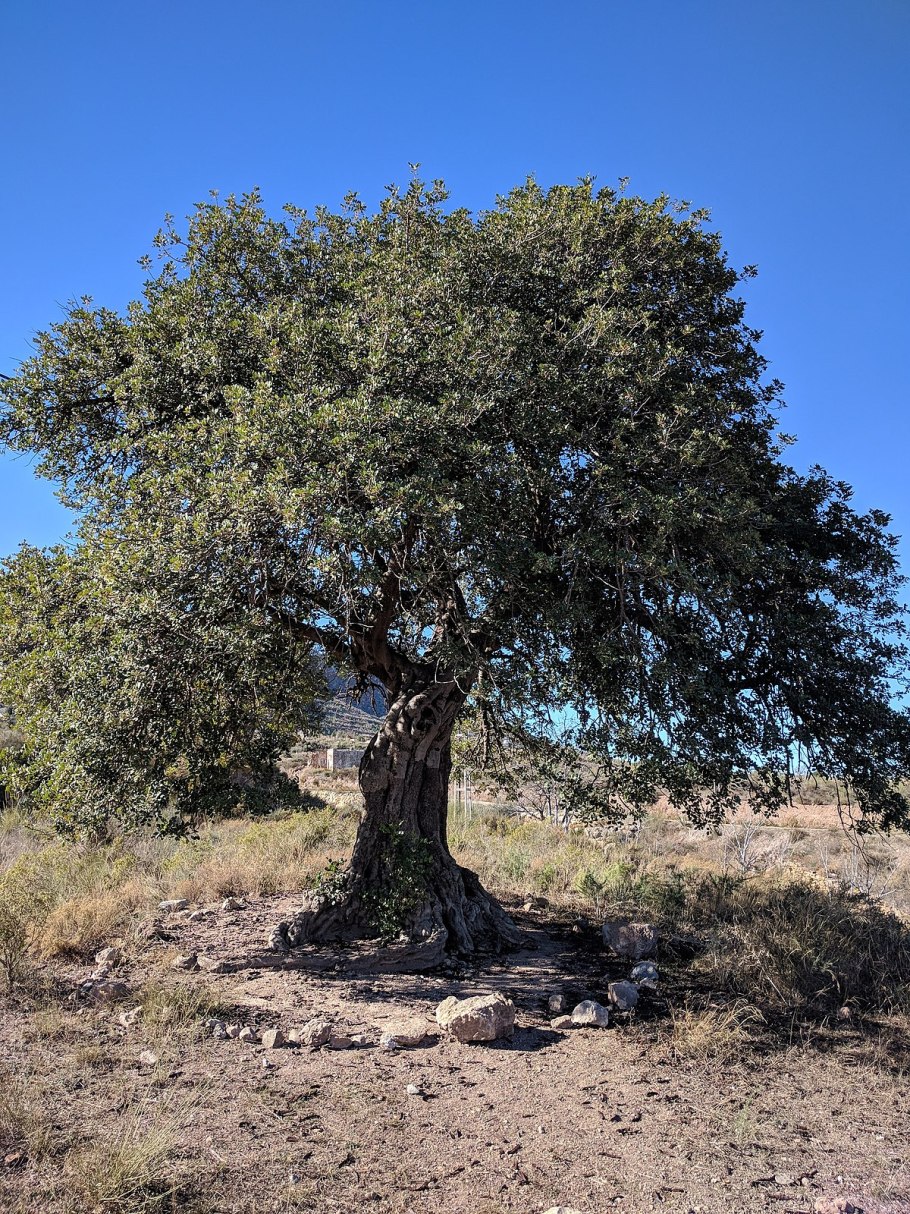 Мескитовые деревья Мексика