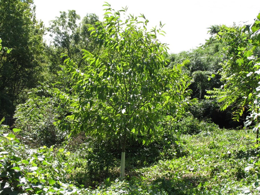 Конский каштан Павия