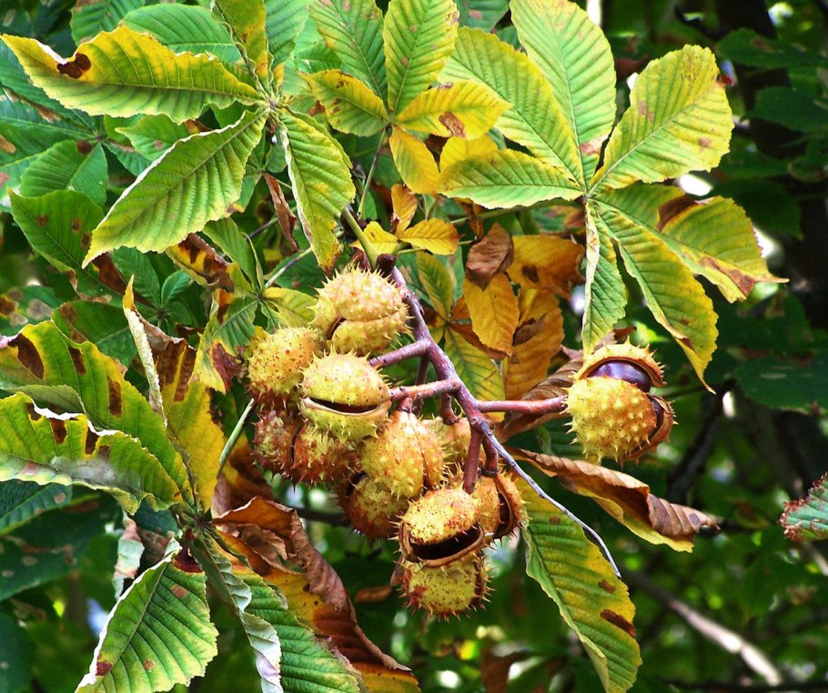 Каштан низкорослый (Castanea pumila)