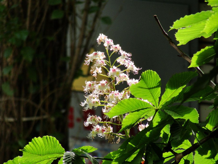 Конский каштан карликовый