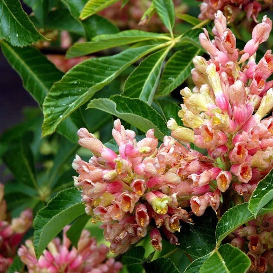 Конский каштан Павия