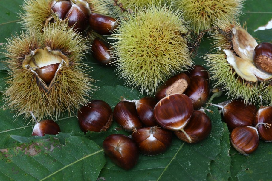 Castanea pumila