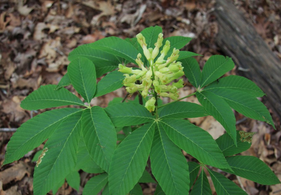 Сумах оленерогий уксусное дерево