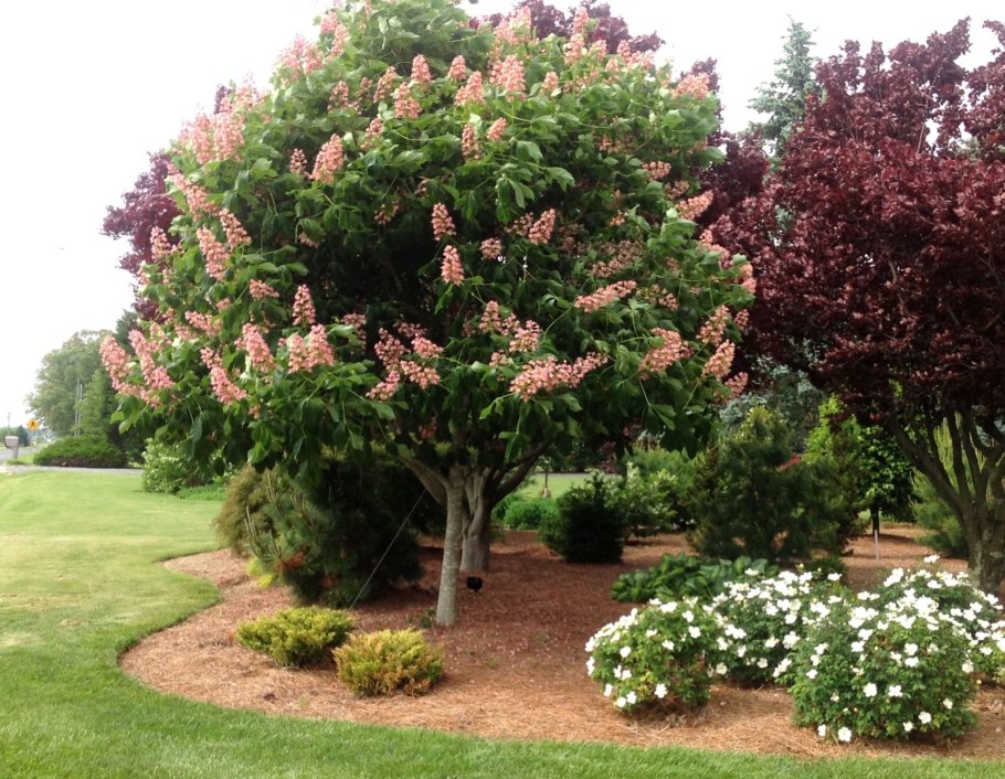 Каштан городчатый