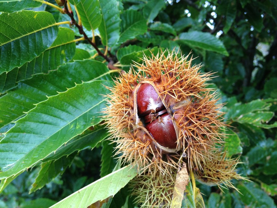 Каштан мясо-красный Бриоти