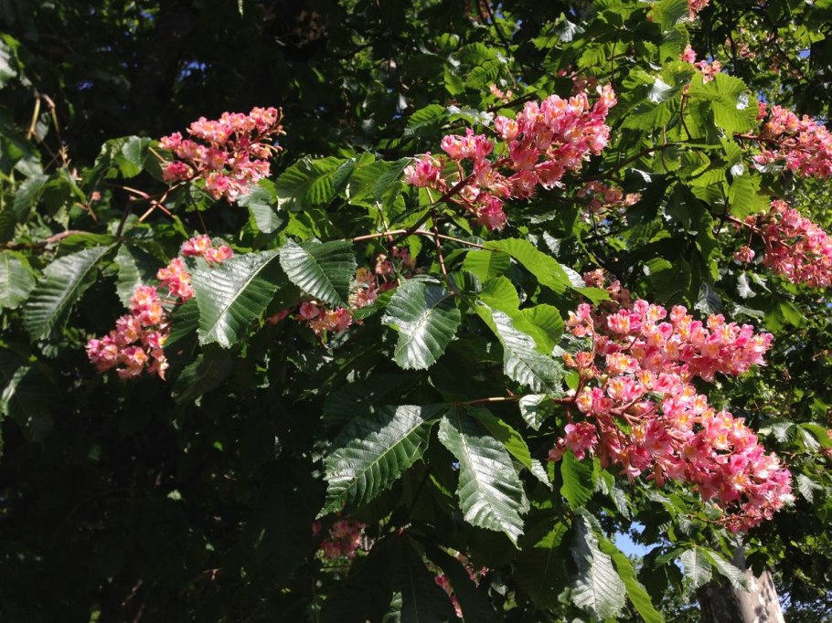 Карликовый каштан