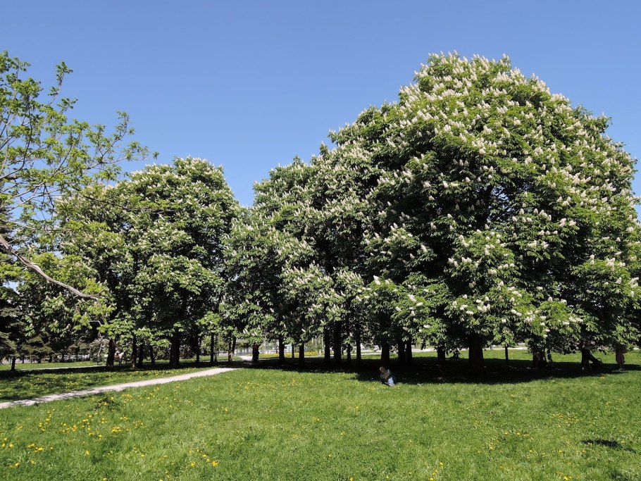 Каштан конский (Aesculus hippocastanum)