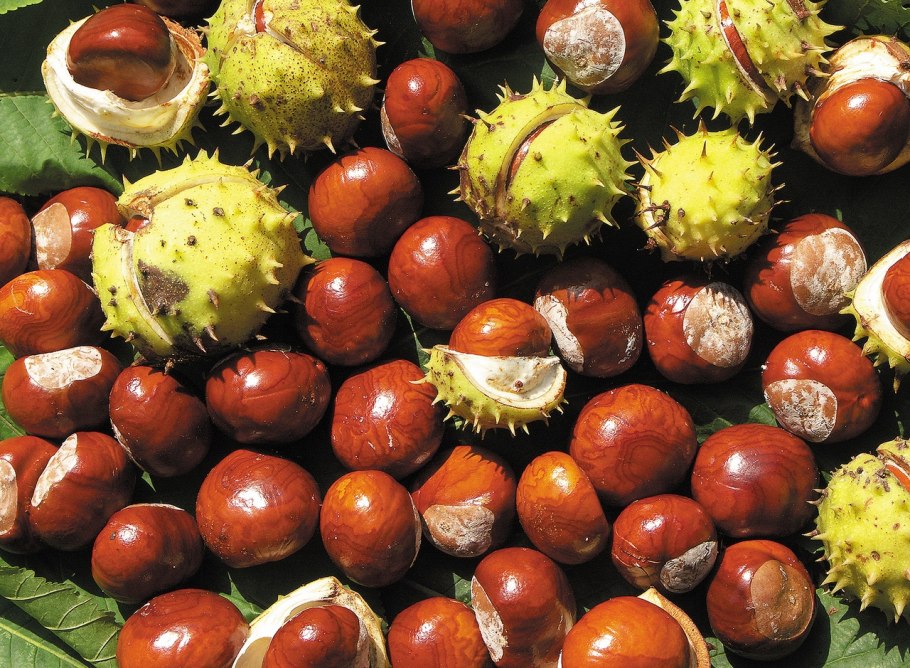 Каштан конский ЗКС