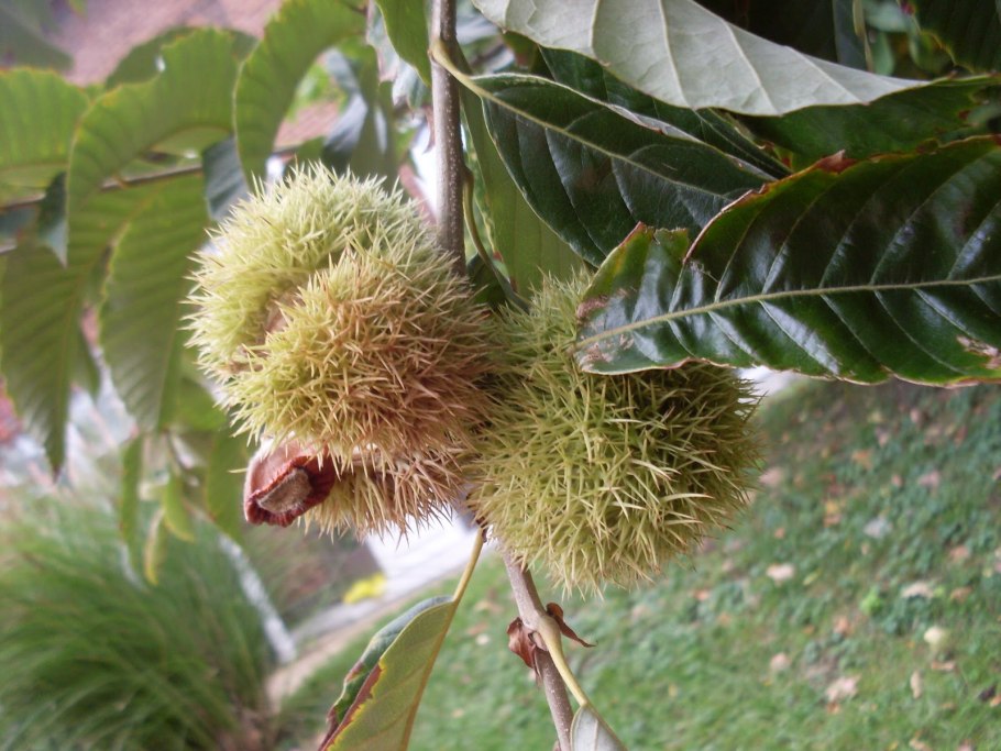 Каштан съедобный (castanea sativa)*