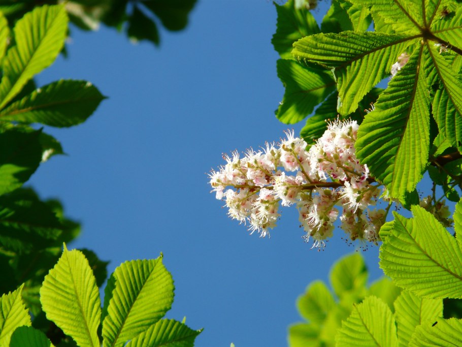 Aesculus Pavia Koehnei