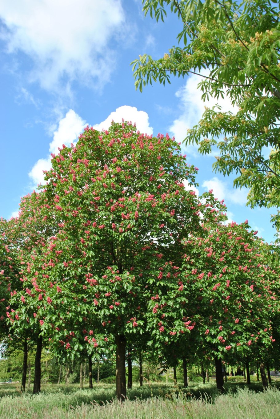 Aesculus цветок