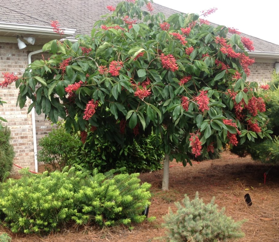 Конский каштан штамбовая