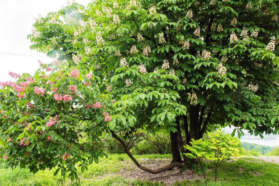 Каштан (Aesculus hippocastanum)