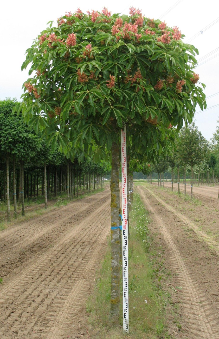 Каштан дерево Севастополь
