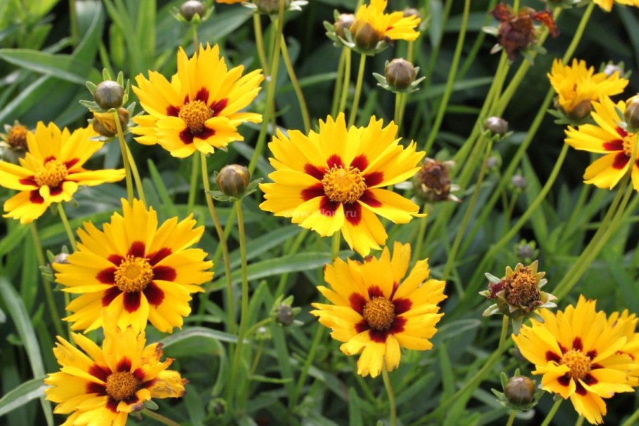 Coreopsis auriculata 'Elfin Gold'