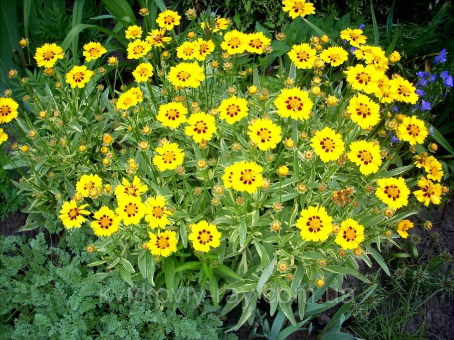 Coreopsis palmata