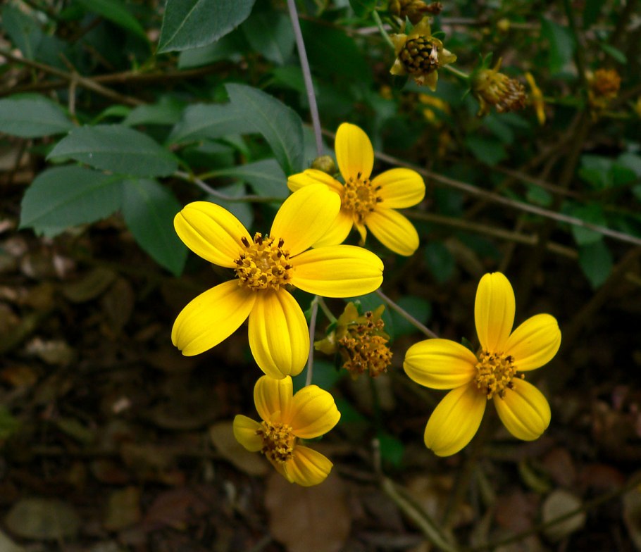 Гербер цветок